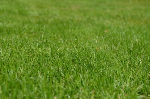 The Importance of Seasonal Lawn Maintenance for Impeccable Curb Appeal